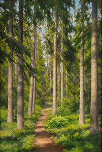 Sunlit forest path